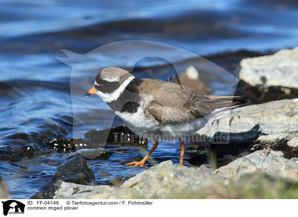 common ringed plover / FF-04146