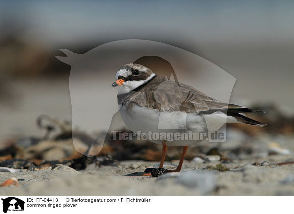 common ringed plover / FF-04413