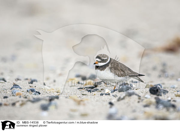 common ringed plover / MBS-14538