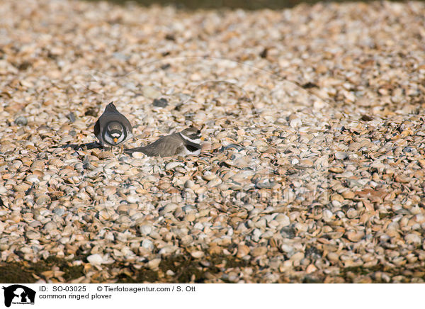 common ringed plover / SO-03025