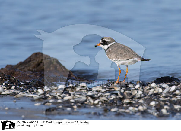 great ringed plover / THA-09001