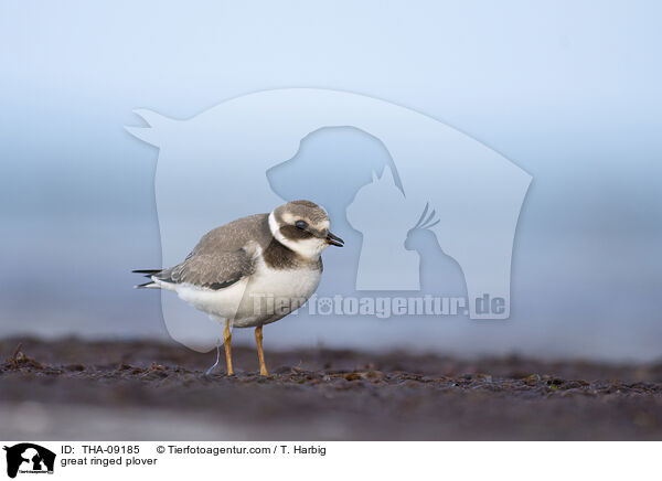 Sandregenpfeifer / great ringed plover / THA-09185