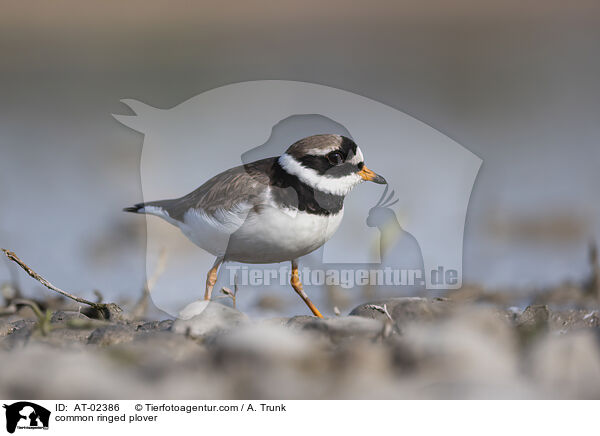 Sandregenpfeifer / common ringed plover / AT-02386