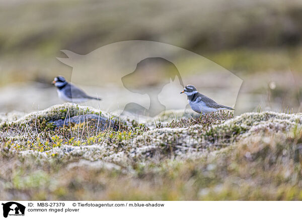 Sandregenpfeifer / common ringed plover / MBS-27379