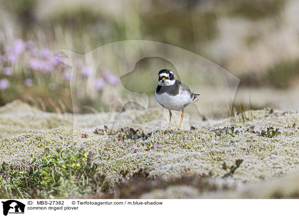 common ringed plover / MBS-27382