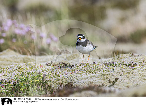 Sandregenpfeifer / common ringed plover / MBS-27382