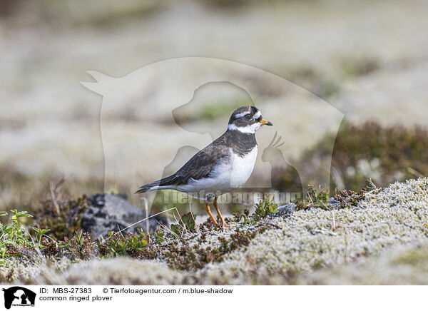 common ringed plover / MBS-27383