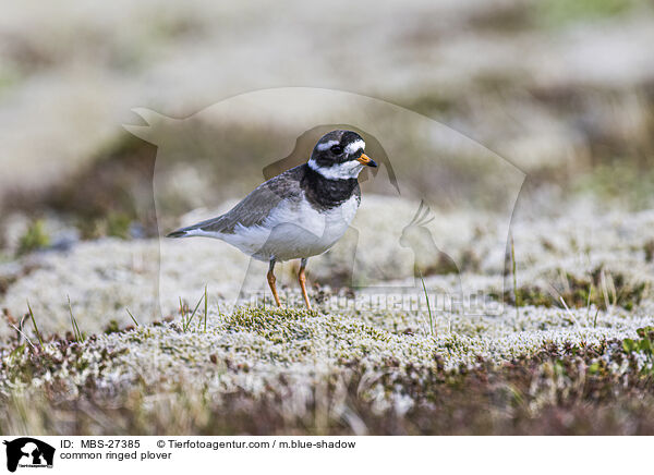 common ringed plover / MBS-27385