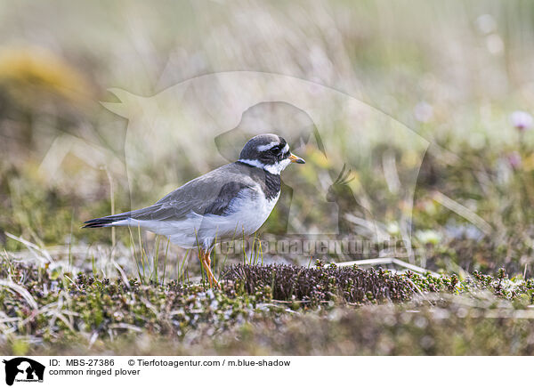 common ringed plover / MBS-27386