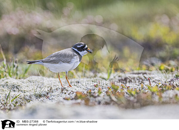 Sandregenpfeifer / common ringed plover / MBS-27388