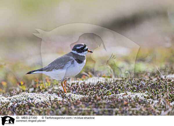 common ringed plover / MBS-27390