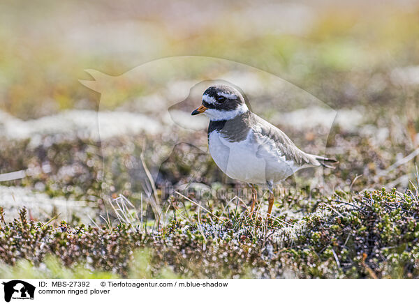 common ringed plover / MBS-27392