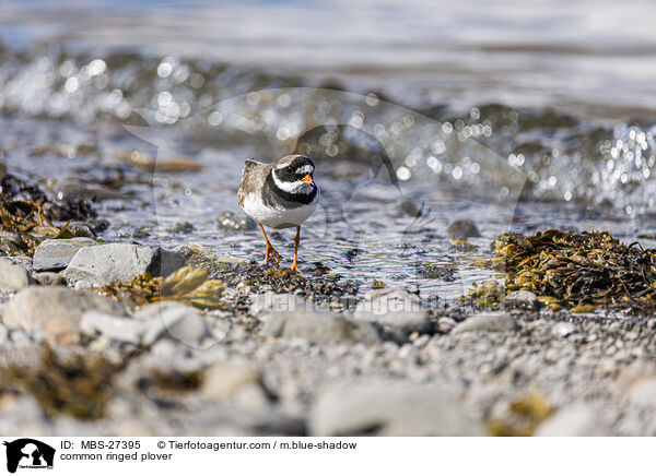 common ringed plover / MBS-27395