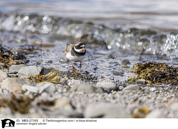 Sandregenpfeifer / common ringed plover / MBS-27395