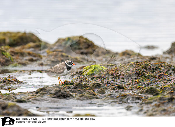 common ringed plover / MBS-27425