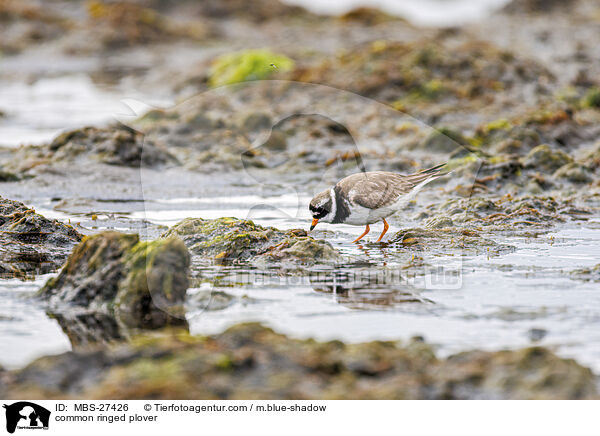 common ringed plover / MBS-27426
