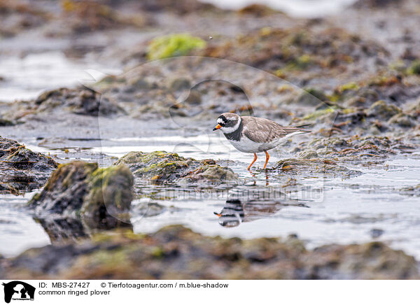 common ringed plover / MBS-27427