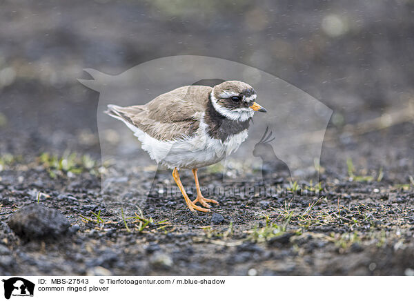 common ringed plover / MBS-27543
