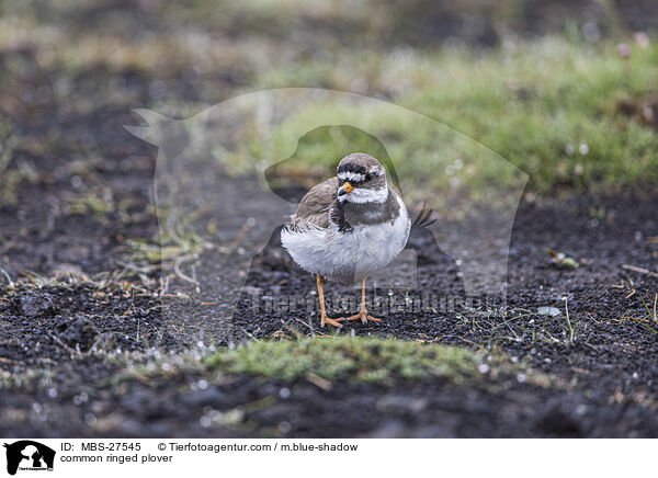 common ringed plover / MBS-27545