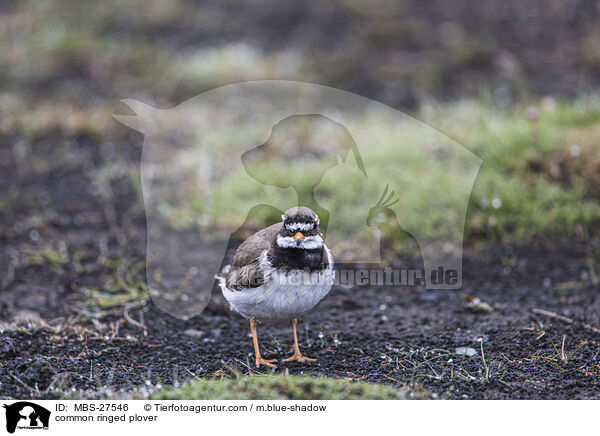 Sandregenpfeifer / common ringed plover / MBS-27546