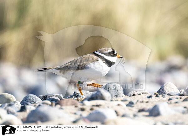 Sandregenpfeifer / common ringed plover / MAW-01582
