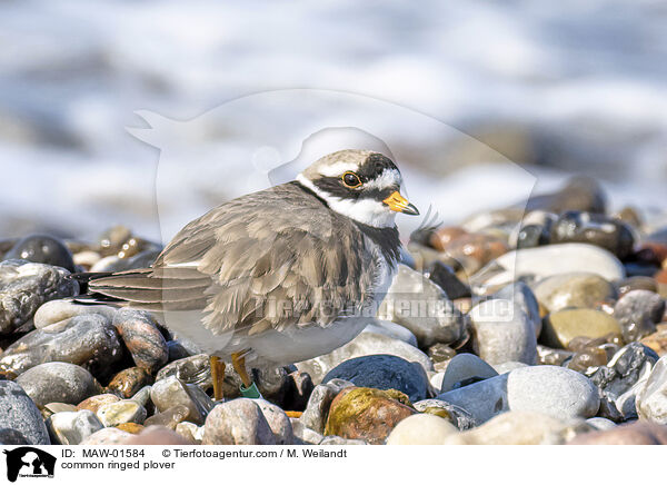 Sandregenpfeifer / common ringed plover / MAW-01584