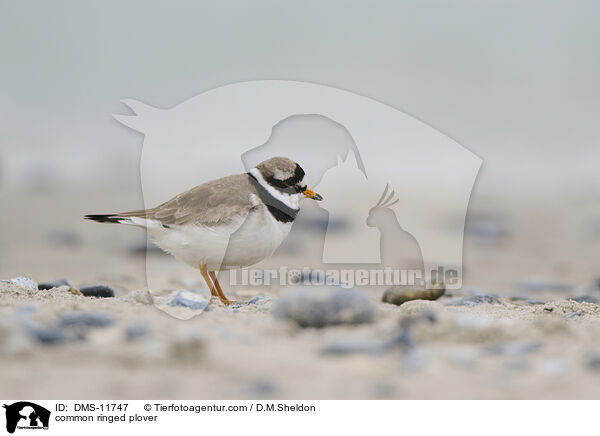 Sandregenpfeifer / common ringed plover / DMS-11747