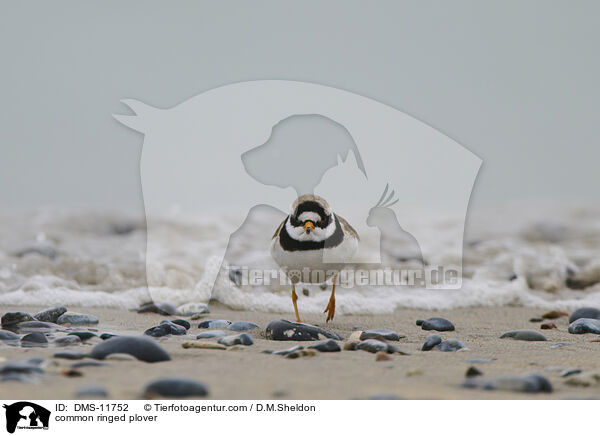 common ringed plover / DMS-11752