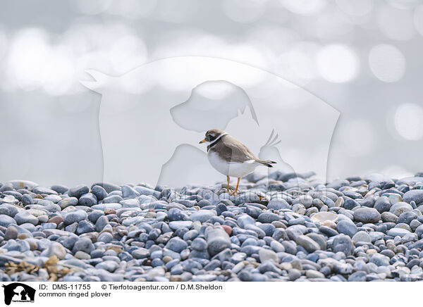 common ringed plover / DMS-11755