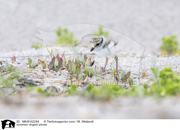 Sandregenpfeifer / common ringed plover / MAW-02294