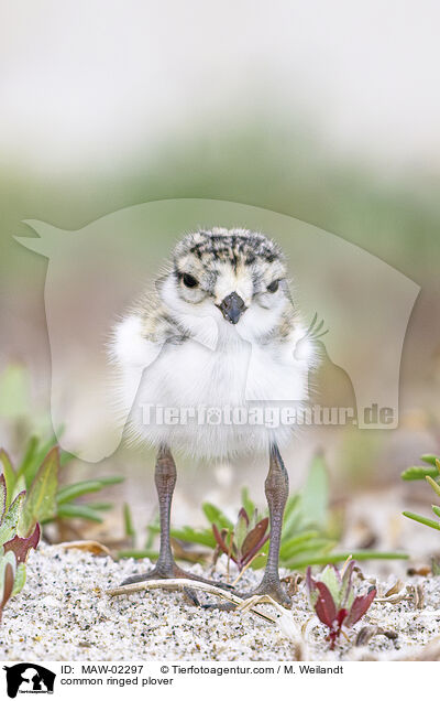 Sandregenpfeifer / common ringed plover / MAW-02297