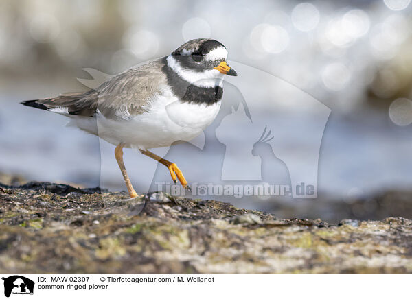 Sandregenpfeifer / common ringed plover / MAW-02307