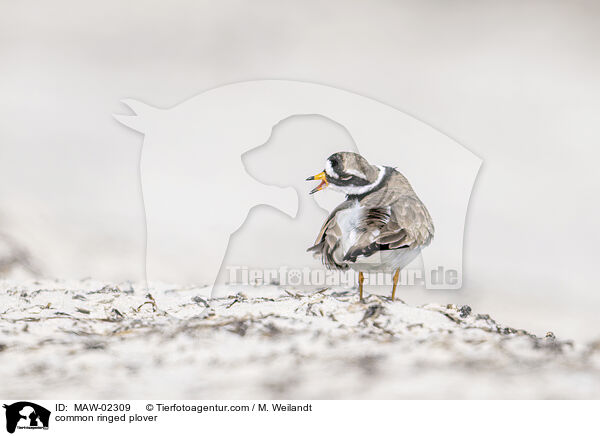 Sandregenpfeifer / common ringed plover / MAW-02309
