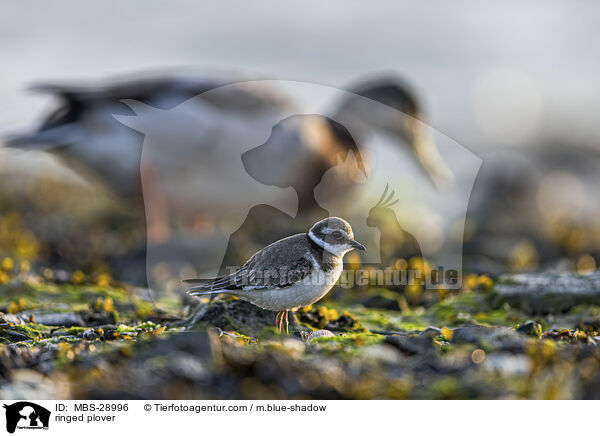 ringed plover / MBS-28996