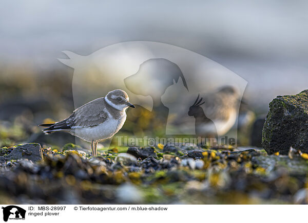 Sandregenpfeifer / ringed plover / MBS-28997