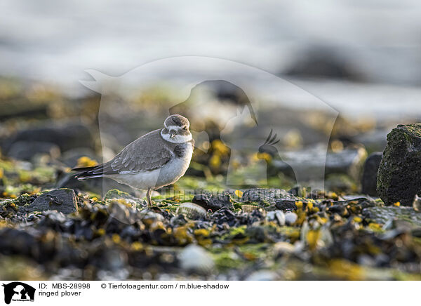 ringed plover / MBS-28998