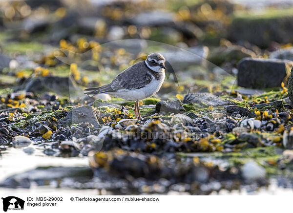 ringed plover / MBS-29002