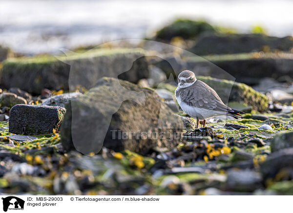 Sandregenpfeifer / ringed plover / MBS-29003