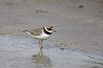 Common Ringed Plover