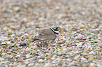 Common Ringed Plover