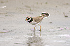 Common Ringed Plover