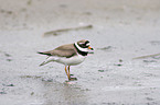 Common Ringed Plover