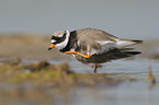 common ringed plover