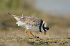 common ringed plover