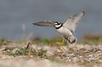 common ringed plover