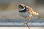 common ringed plover