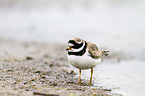 common ringed plover