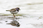 common ringed plover