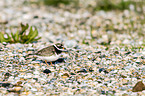 common ringed plover