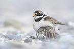 common ringed plovers